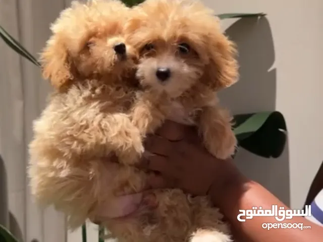 كلاب مالتي بودل عمر شهرين multipoo puppies