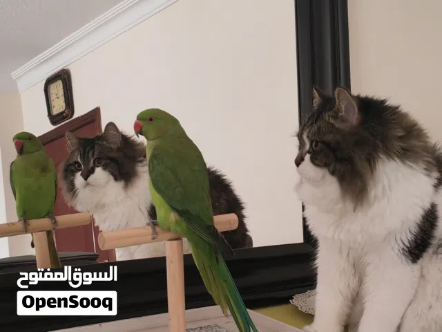 انثى درة مع قفص كاسكو