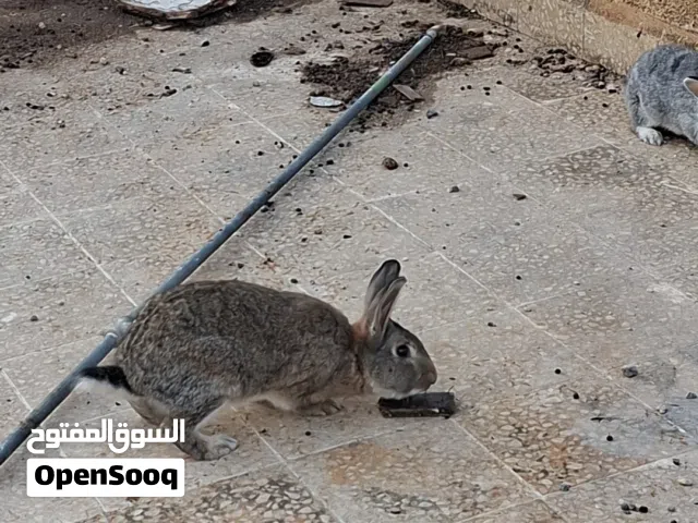 يوجد فحلين أرانب واحد حجم جامبو وثاني عادي
