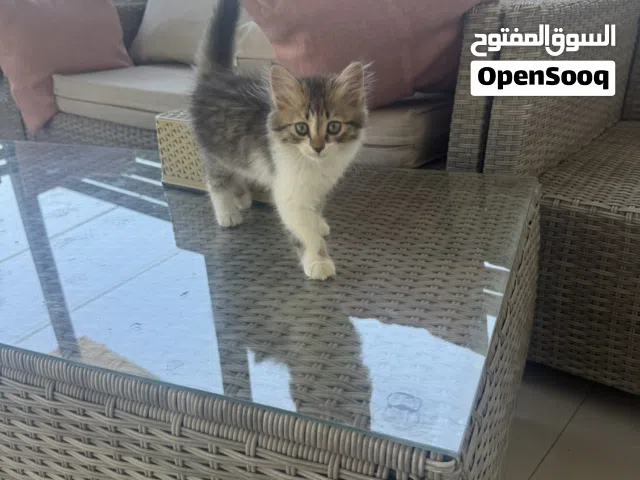 قطه مكس للبيع مع اغراضها