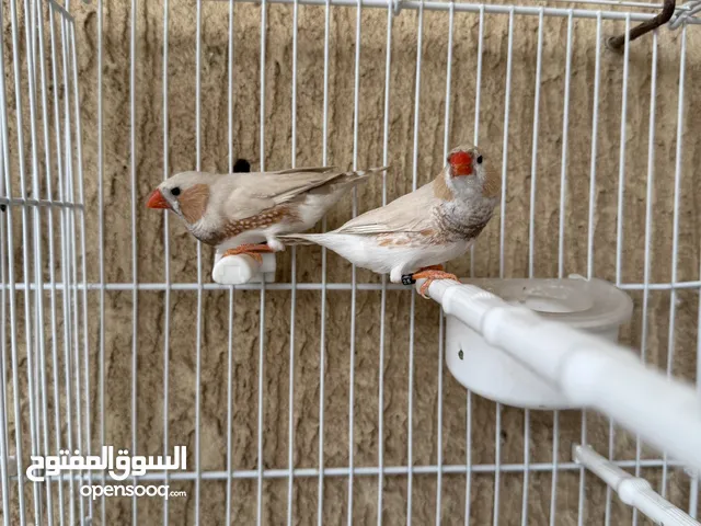 ذكرين زيبرا فينش هولندي انتاج شهر 4