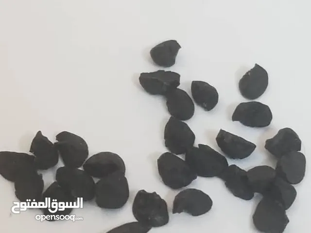 بذور بصل احمر يمني بافطيم محسن 1