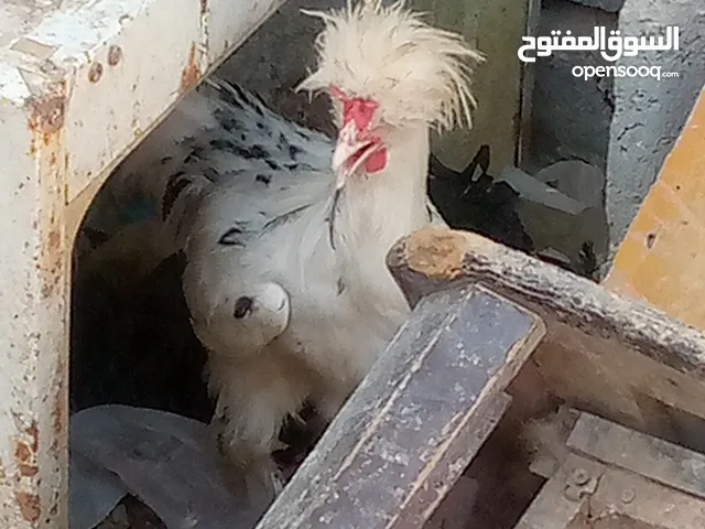 ثلاث دجاجة وديج أقره الوصف