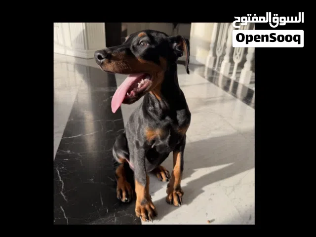 Doberman - Male - 2.5 months - Vaccinated