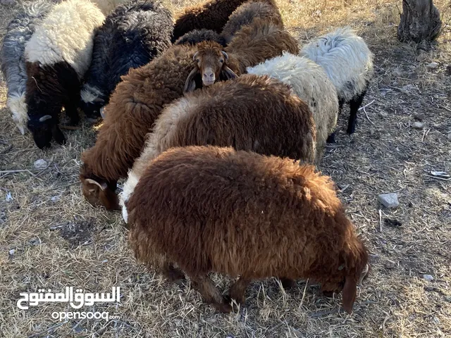 خرفان بلدي للبيع