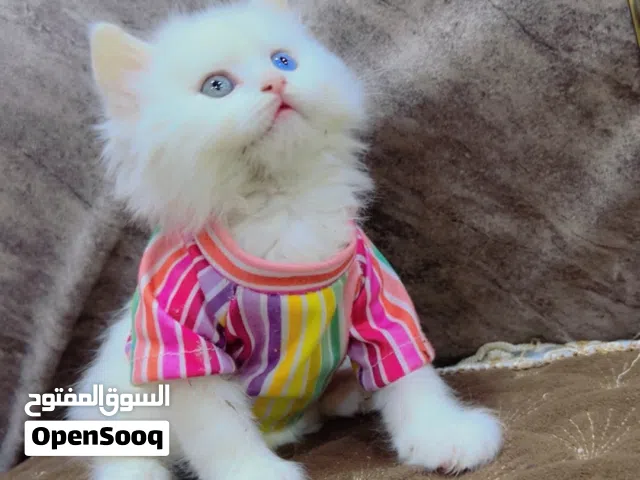 متوفر جميع انواع القطط