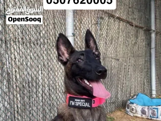 كلب مالينوا عمره سبع شهور التواصل وتساب