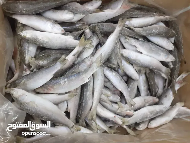 مطلوب ممول مالي لتصدير سمك البياح المجمد للعراق