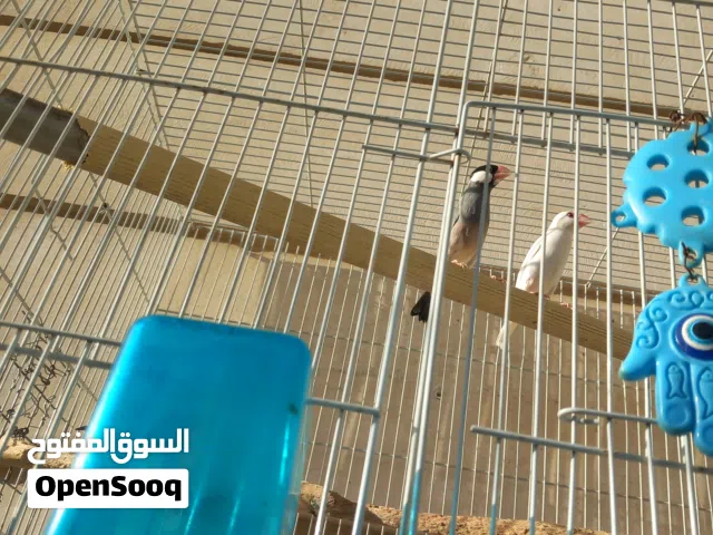طيور فناجس جاوا للببع حلوات ونظيفات