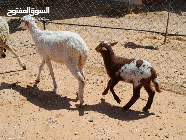 فطيمه وطنيه ربي يبارك والده خروف رويان اولها ميلاد سليمات من العيوب ومحصنه