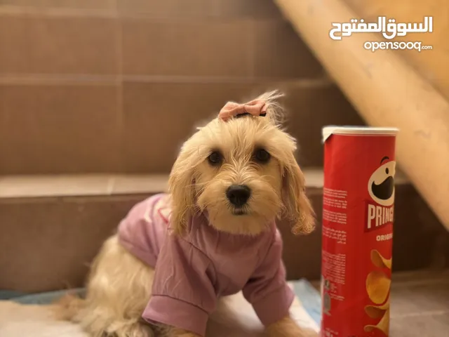 Puppies dogs for rehoming