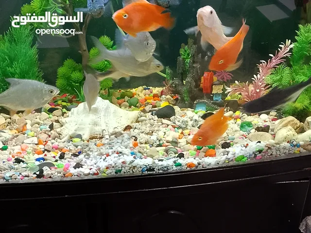حوض سمك للبيع مع كامل غراضو تواجد عمان الجاردنز