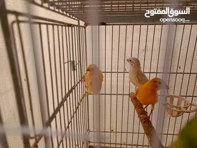 طيره جزريه مع اربع فراخ وطيره صفرا مع 5فراخ
