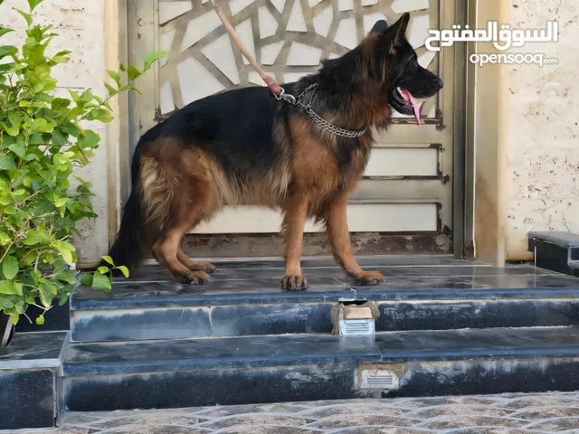 جيرمن شيبرد مستوردة فخمة للبيع