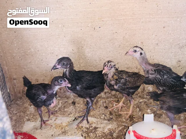 افراخ دجاج عرب عمر شهرين تقريبًا العدد 6 حلوات نشطات سعر الزوج 8 الاف مكاني بصره شط ألعرب الكباسي