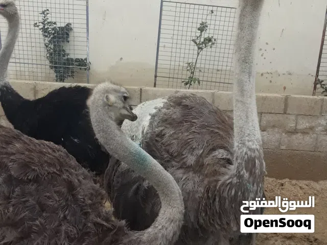 نعام لبيع في الاردان السعر حراق عيلت نعام فريقي منتج