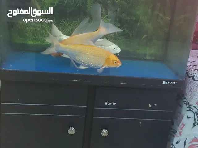fish tank with 3 fishes