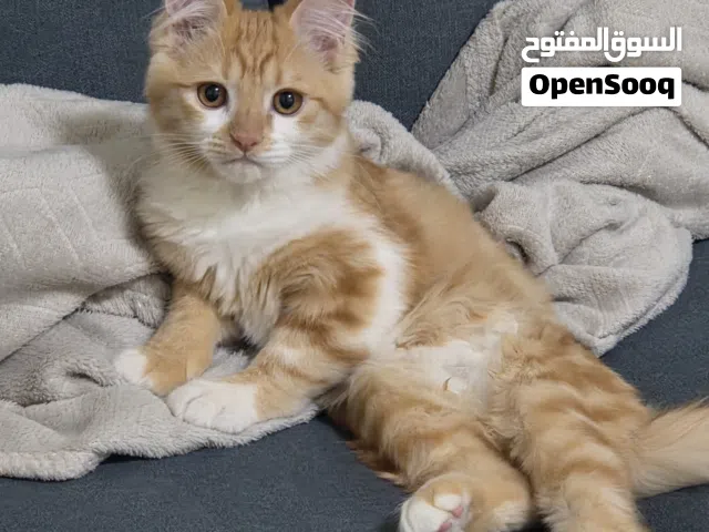 قطة شيرازى 7 شهور للتبنى