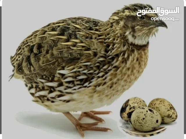 للبيع فري اوالسمان