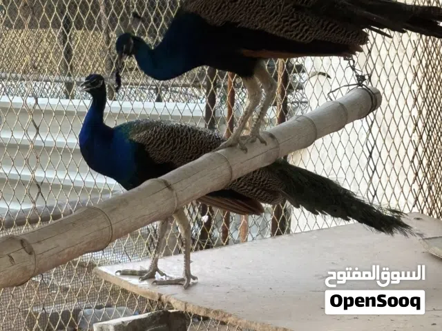 طواويس هندية ذكور للبيع بسعر خاص