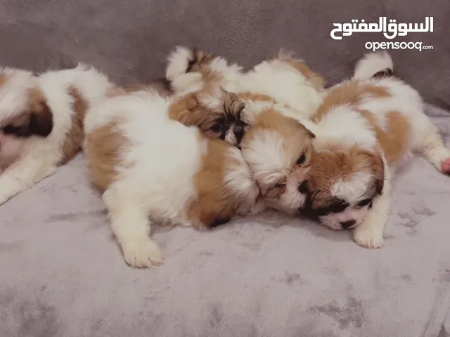 Shih Tzu Puppies - 1 Month Old - FULL BREED - Pedigree