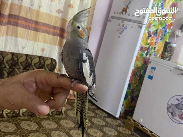 كوكتيل فحل