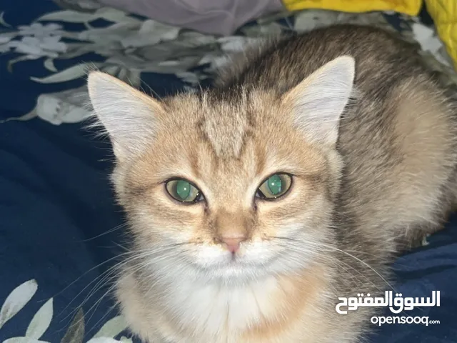 قطوه للتبني قولدن مريضه زكام