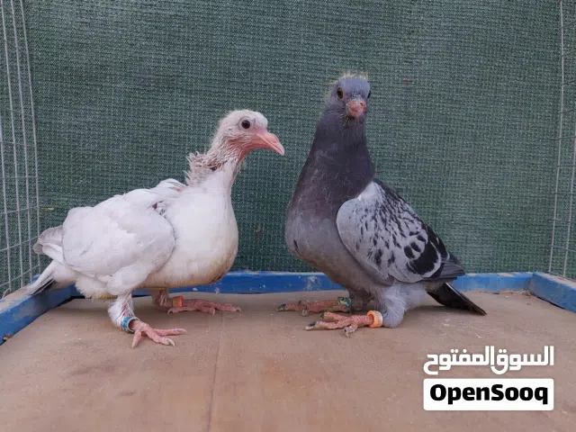3 افراخ زواجل طينه محلقات 2026 تك زاز و زوج جينيات وزوج فحله كبار عجميات طيور شرط الصحه ونظافه واضحه