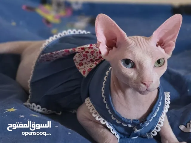 Minnow eyes sphynx breed