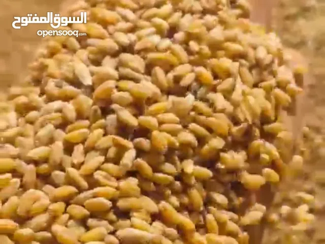 للبيع – قمح صلب عالي الجودة