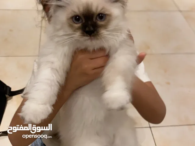 للتبني العمر شهرين ونص