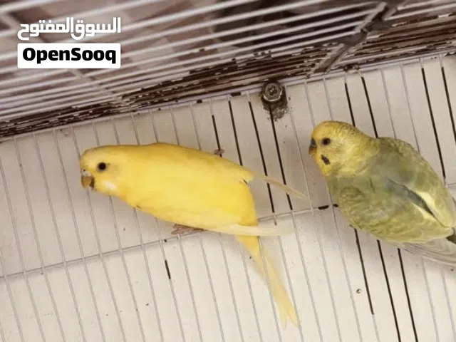 جوز دكر رينبو وانتى فاكتر صفره عين سوده متوفر ريش مصراته بي جنب جزيره قراره