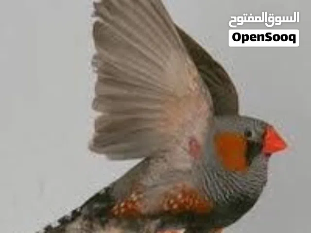 مطلوب كوم عصافير جنه  للشراء الفوري