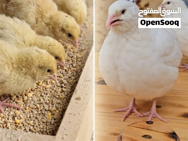 صيصان سمان تكساس بيور100%