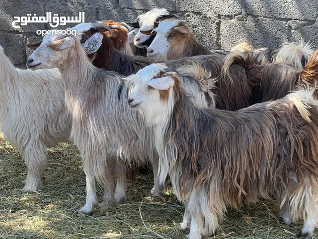 بكار من حلال الرحوب رموج أول ولد وثاني ولد كل شي سليم