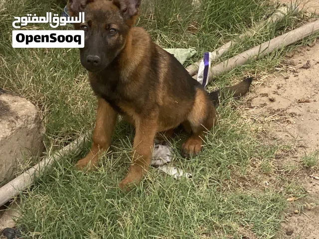 جروه (نص ملينوا نص كستم) للبيع