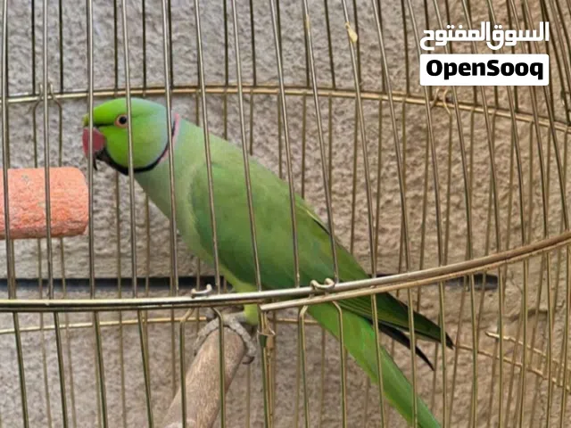 مطلوب جوز دره للبدل عل جوزين كوكتيل