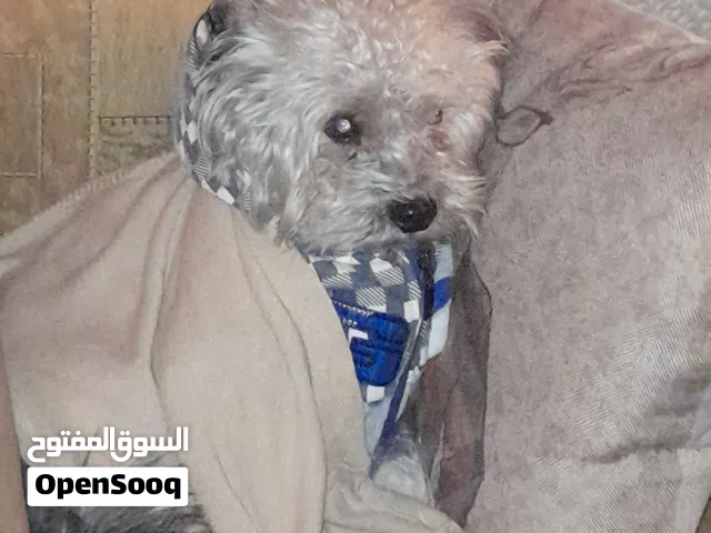 كلب اسمه Ben لطيف جدا