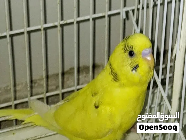 Beautiful, highly active organic diet fed budgies with bright colours for 100 SAR each (negotiable)