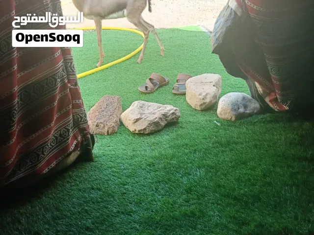 غزلان الديماني للبيع 2واحد اليف مخصي وثاني شبه اليف ياكل من اليد يصلح فحل