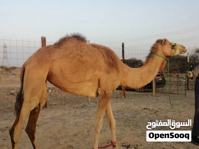 للبيع و للبدل بكرة مدبه باطنيه