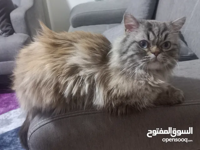 قط هيمالايا ذكر (سكاي)