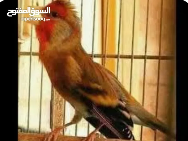 مطلوب بندوق حسون