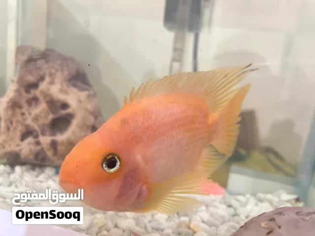 سمكة ببغاء الدم (Blood Parrot Cichlid) سمكة جميلة وملفتة للنظر، لونها زاهي وشكلها مميز.