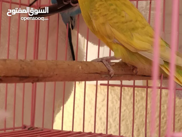 عصفور بادجي الوصف مهم