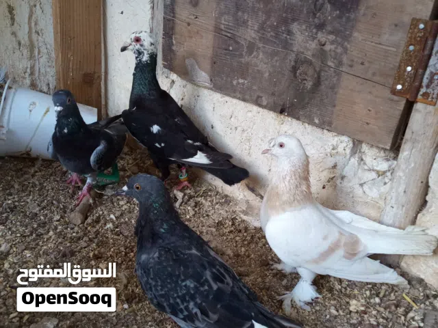 للبيع حمام