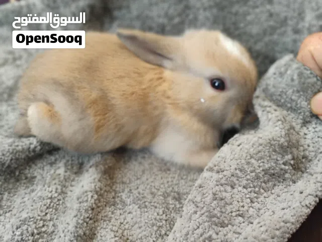 ارانب صغار اشكال والوان