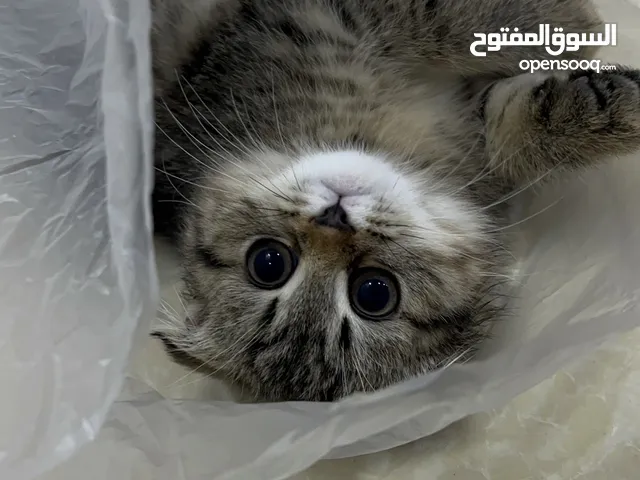 قطه سكوتش انثا حنونه