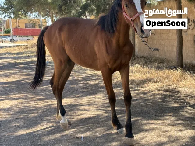 مهره انقليزيه