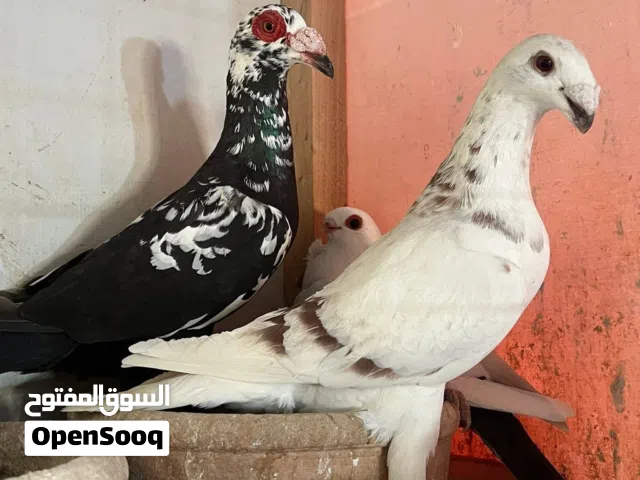 طيره هومراي